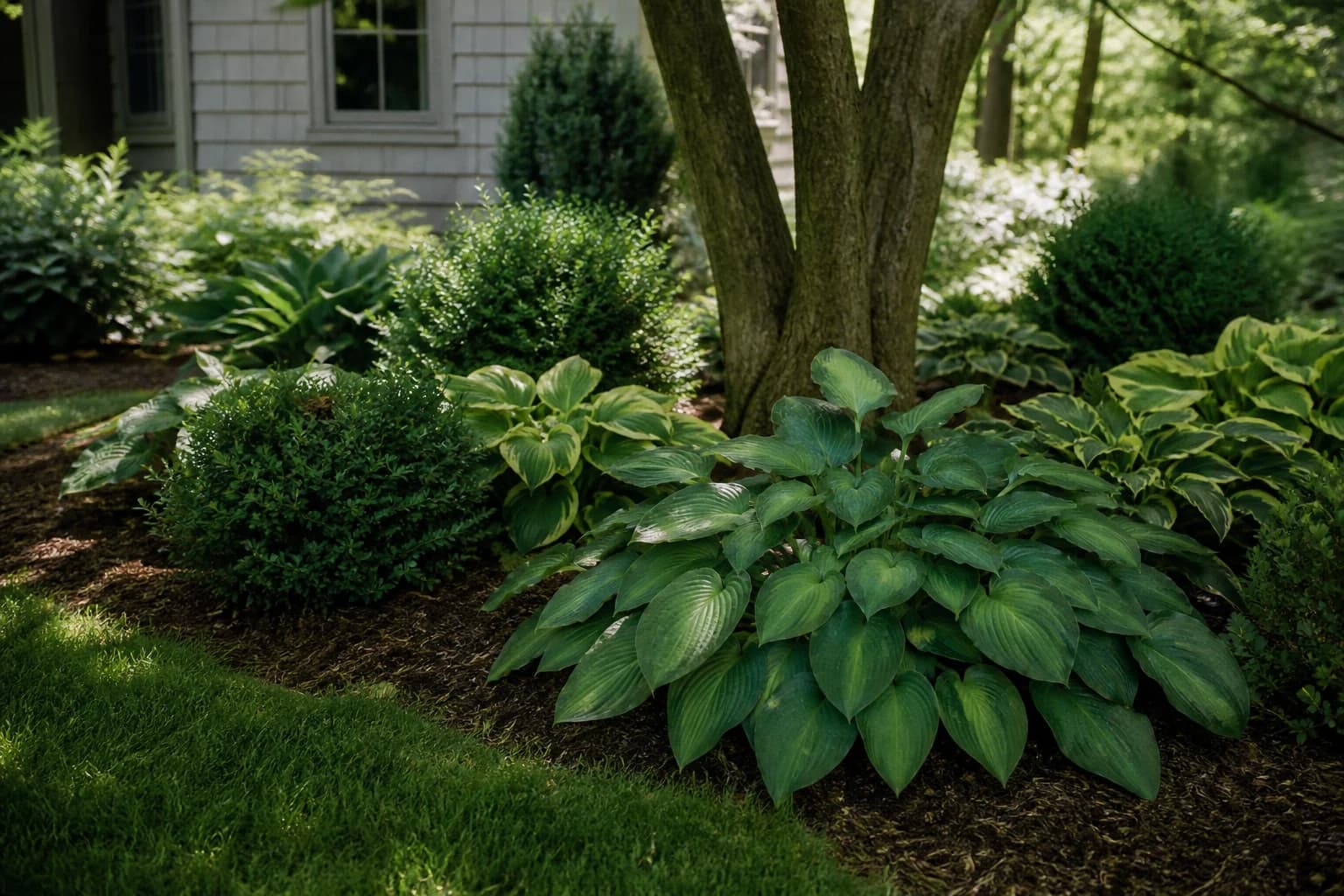 Hostas and evergreen shrubs growing together in a shaded landscape bed