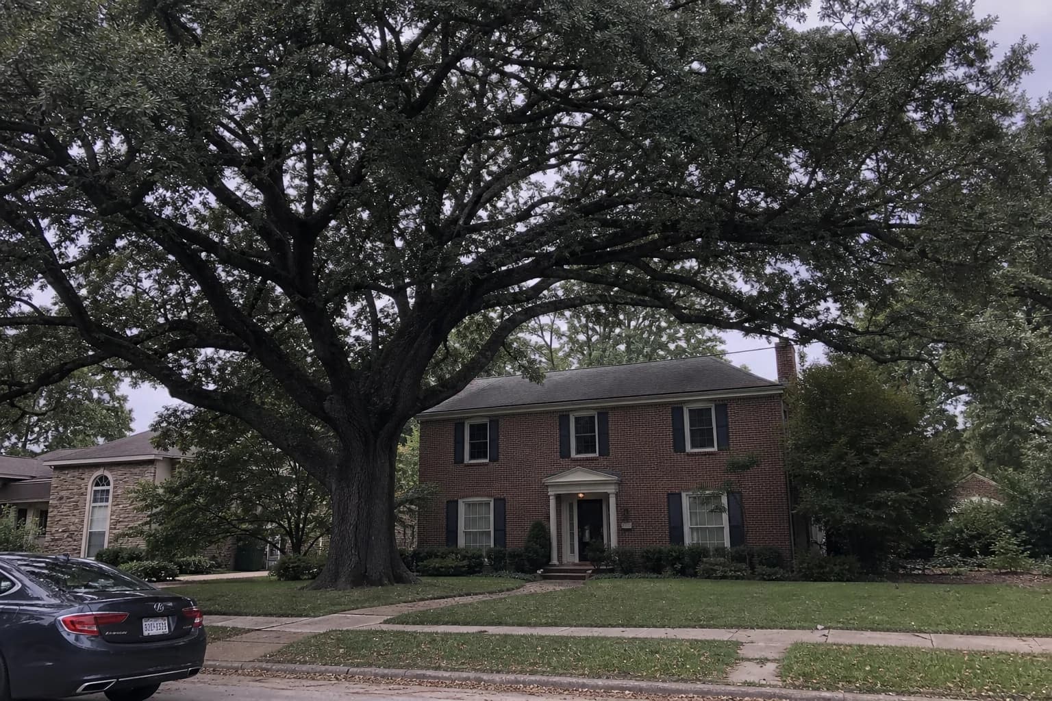 Mature shade tree near a residential home showing full canopy spread and scale