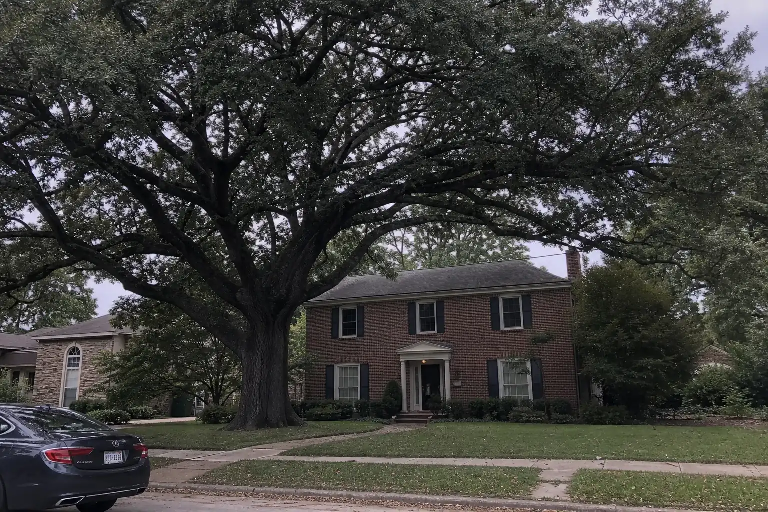 Mature shade tree near a residential home showing full canopy spread and scale