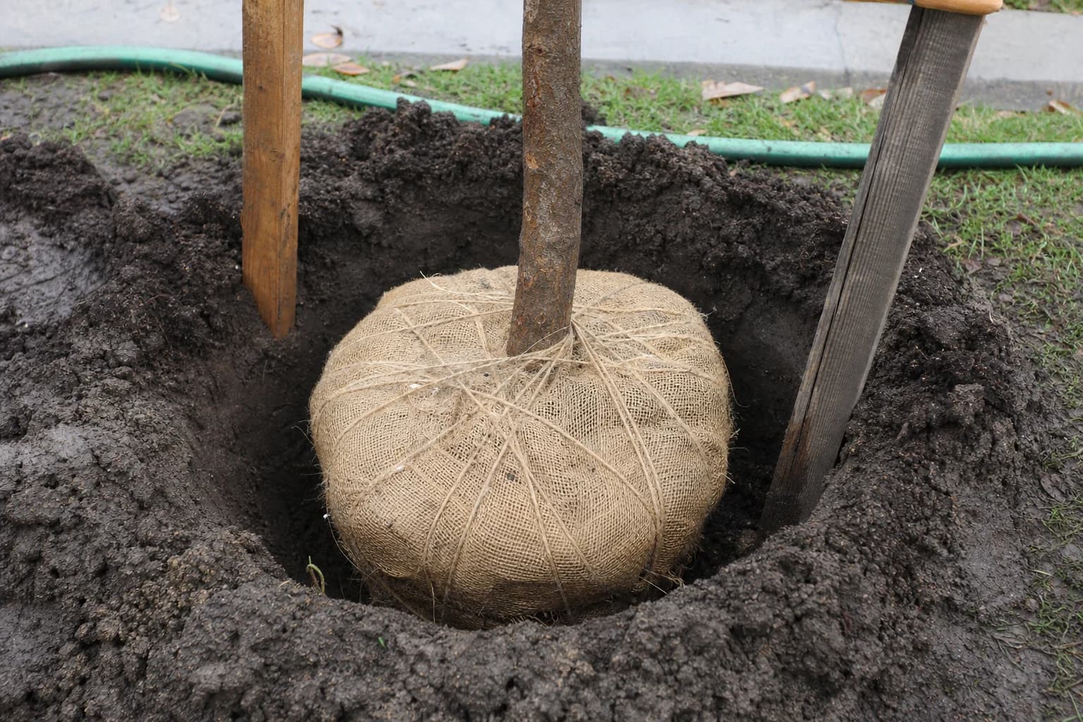 Tree root ball placement, staking, and backfill during a Lexington residential install