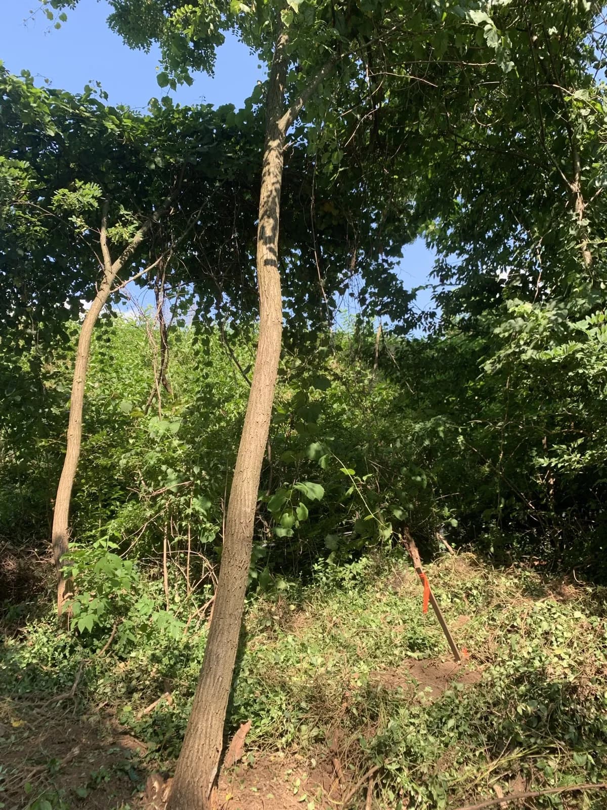 Paris Brush Clearing & Stump Grinding gallery image 2