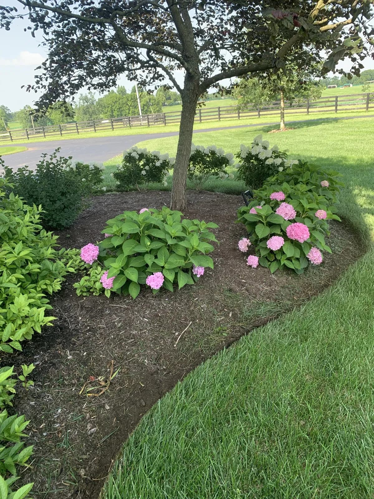 Russell Cave Road Mulch & Limelight Refresh gallery image 2