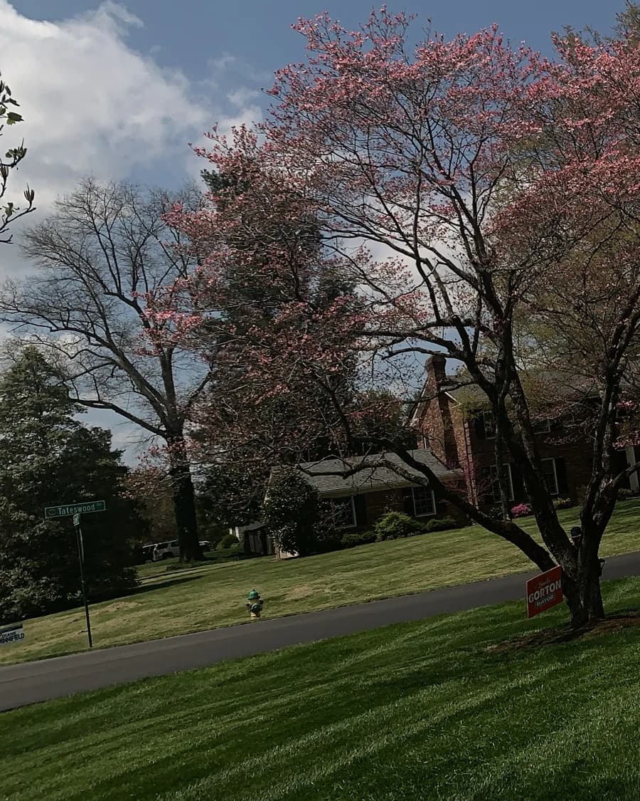 Lawn Mowing