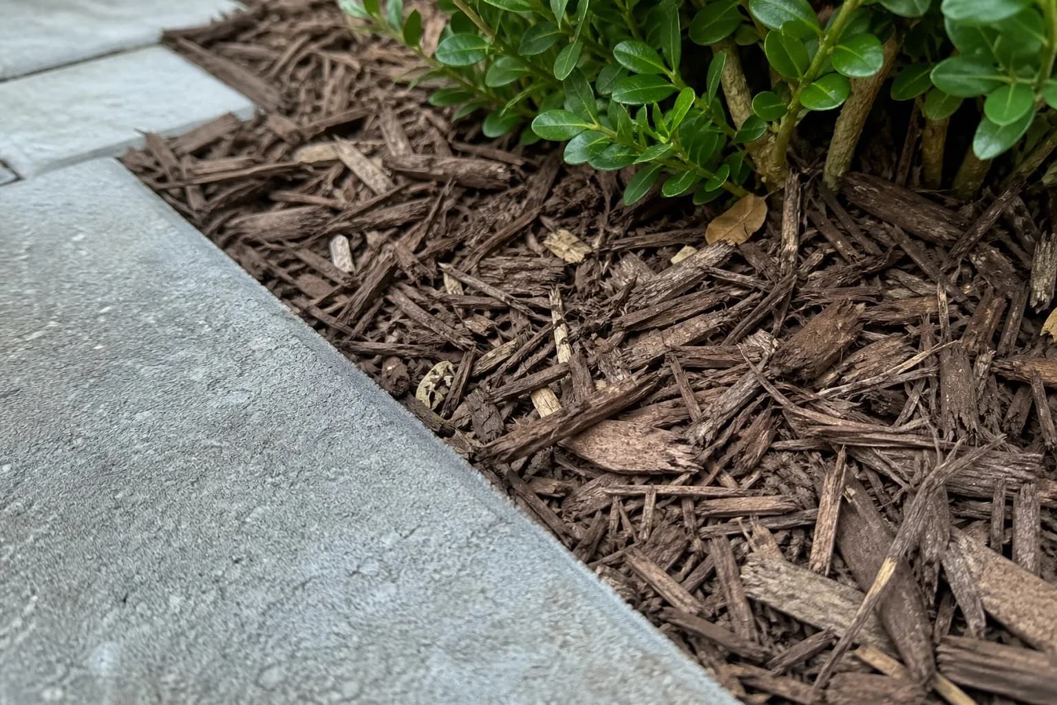 Lexington Patio Edge Planting gallery image 3
