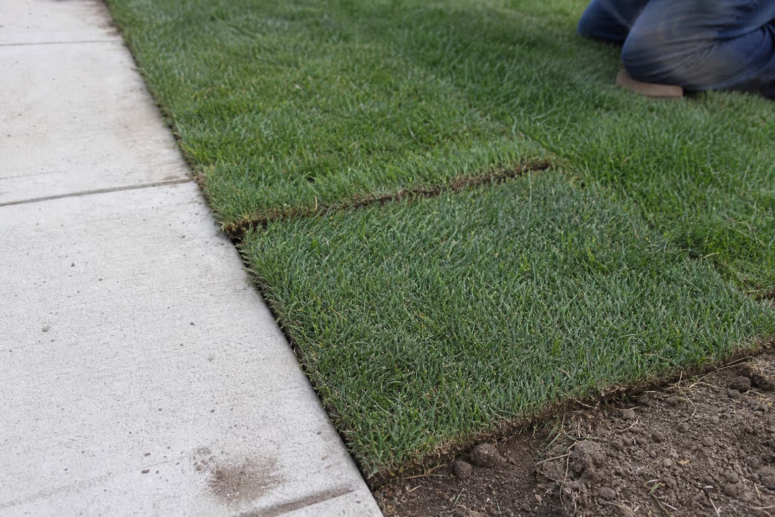 Fresh sod being laid along a walk edge with visible seams and partial coverage