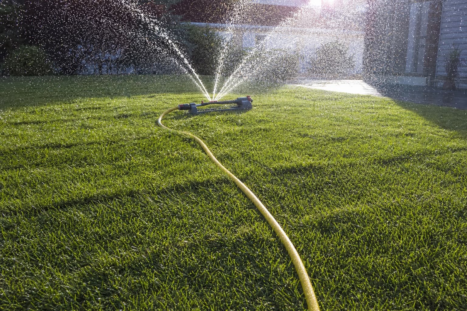 Newly installed sod with a sprinkler watering the lawn