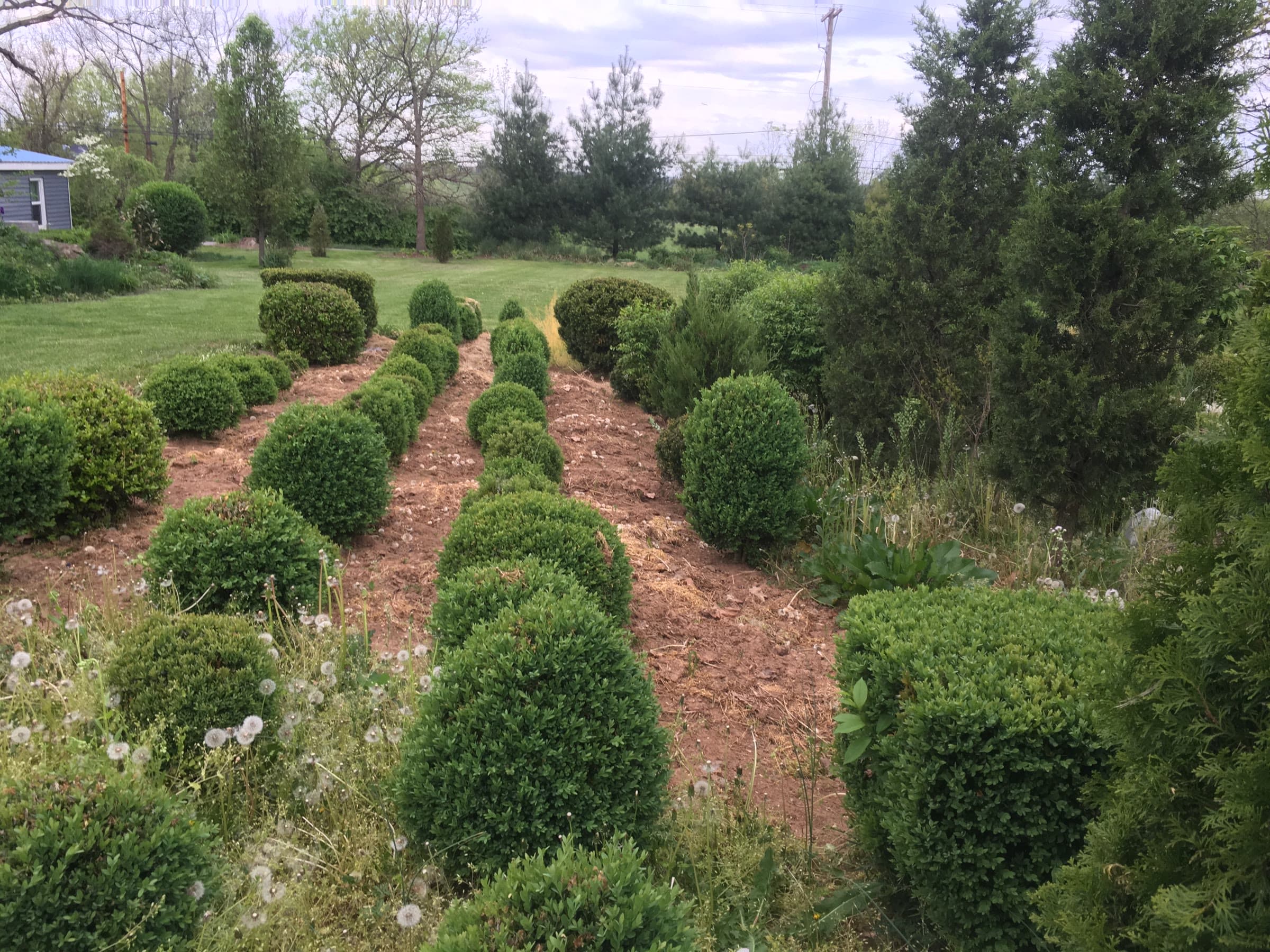Perimeter Planting Cleanup - Image 4