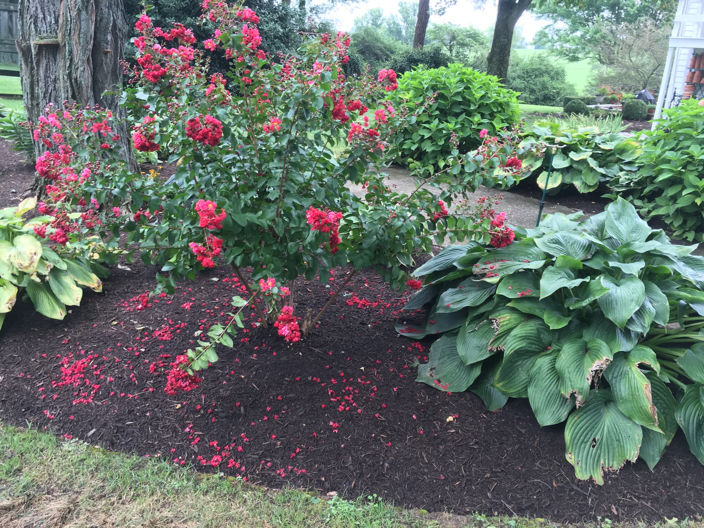 Seasonal Mulch Refresh - Image 4