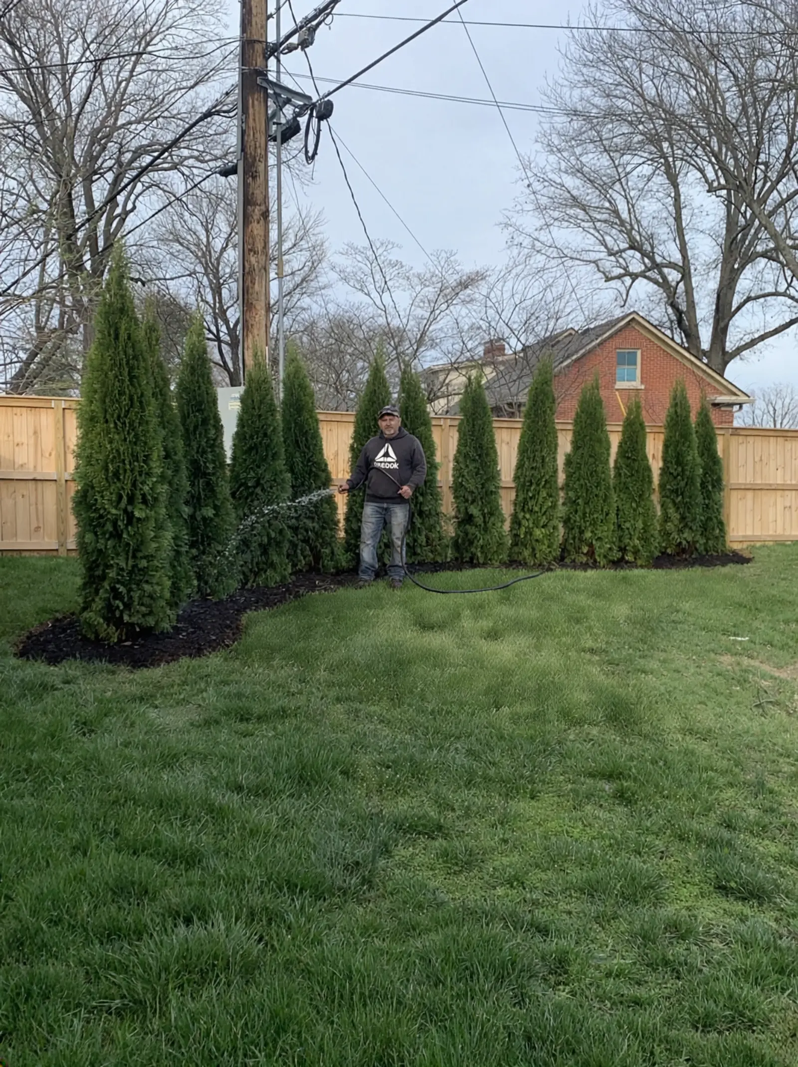 Freshly installed privacy row of arborvitae evergreen trees at a Lexington property