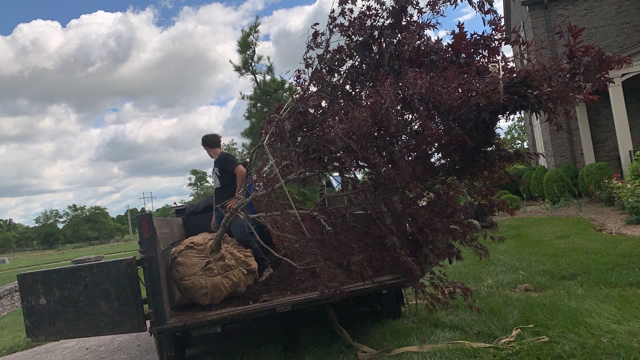 Crew member handling a large ornamental tree with burlap root ball on a delivery truck