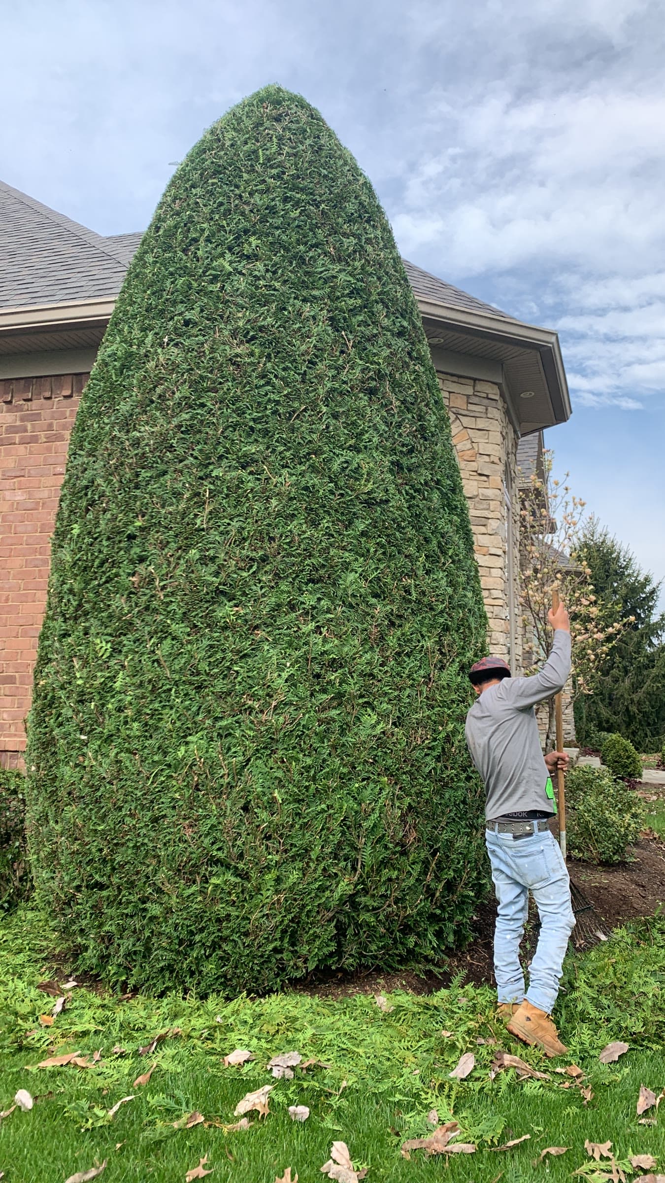Ladder trimming work on a tall evergreen hedge