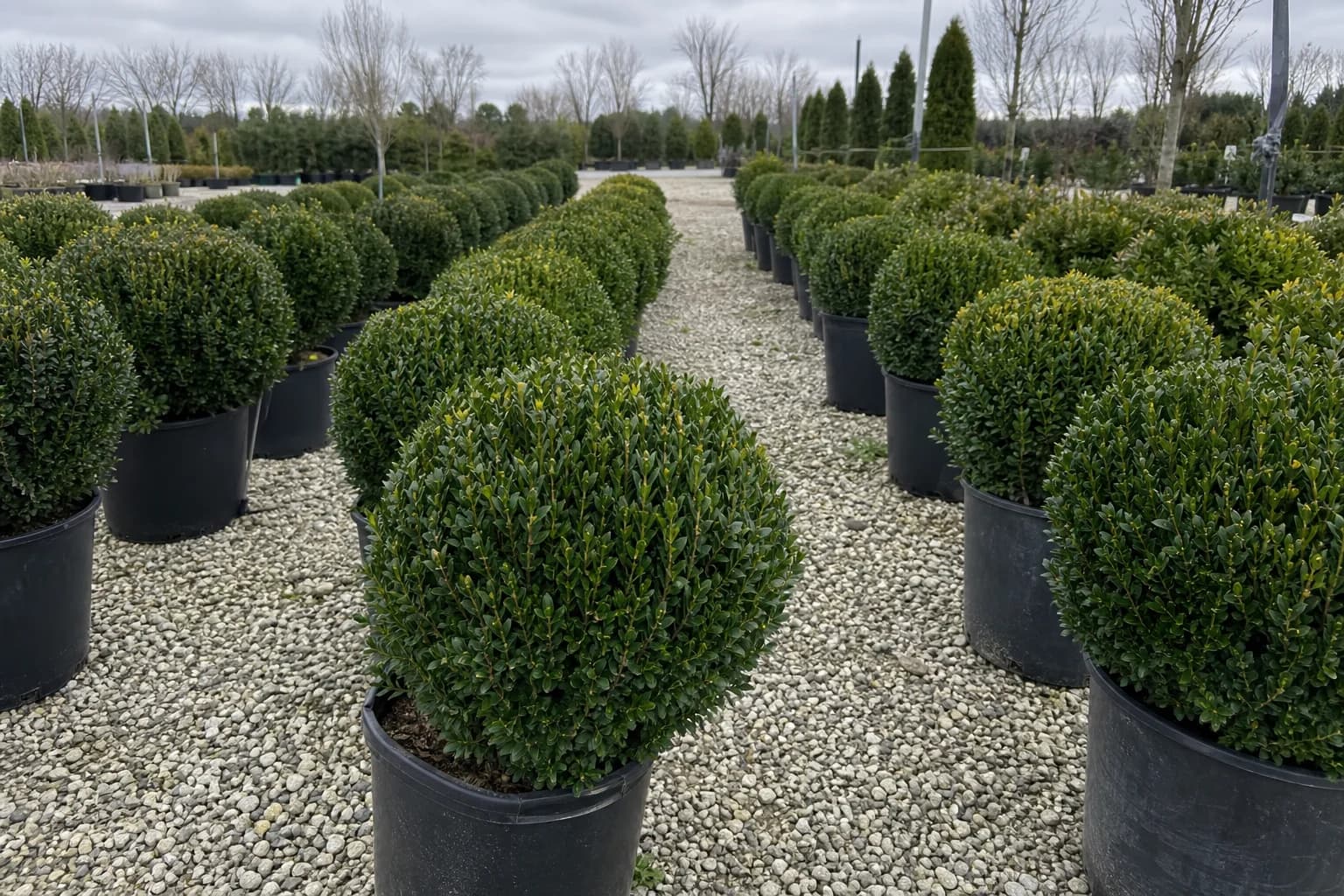 Rows of rounded boxwood shrubs available for landscape planting selection