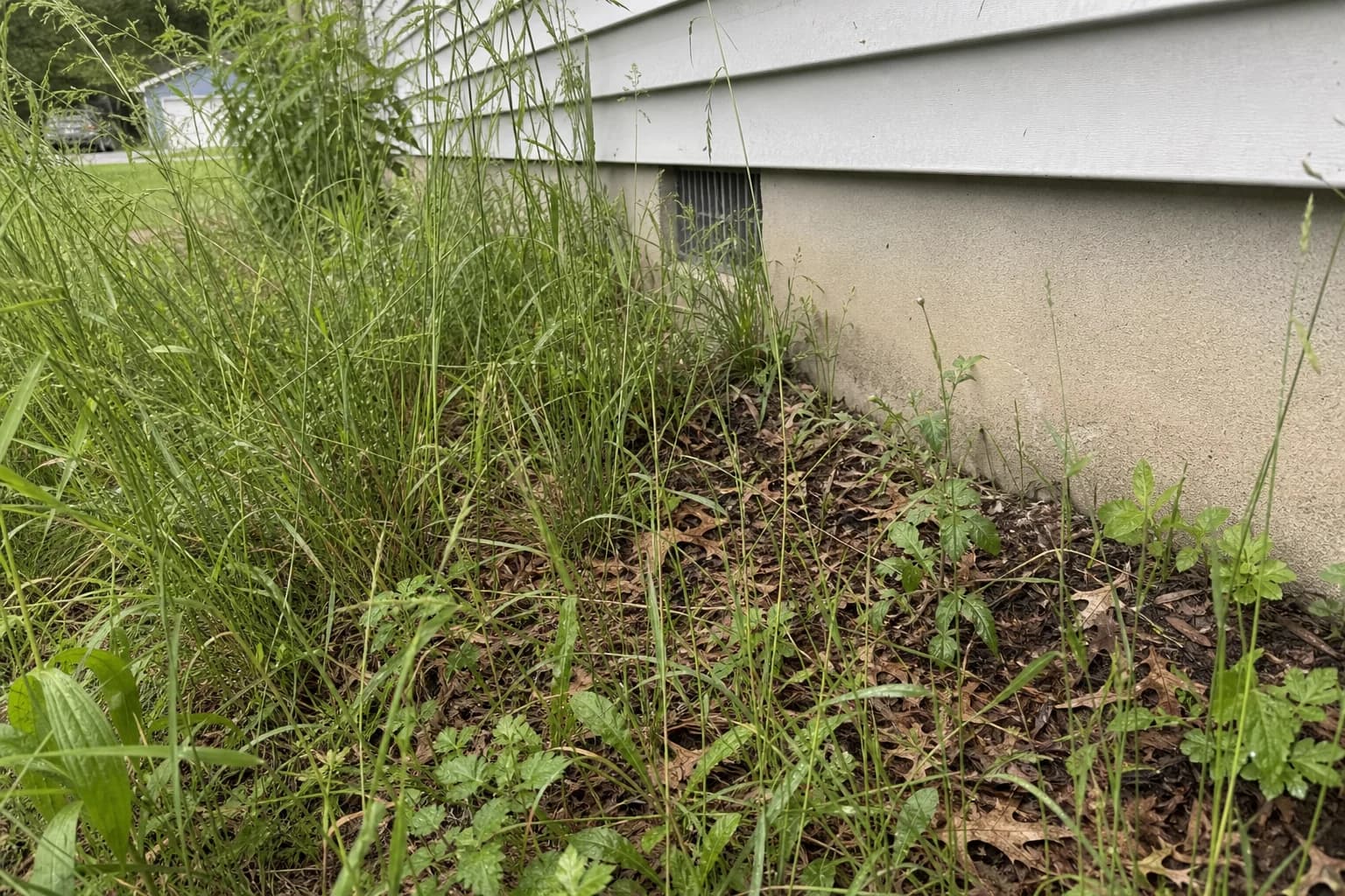 Concept image of an overgrown landscape bed with weeds, leaf litter, and weak bed definition