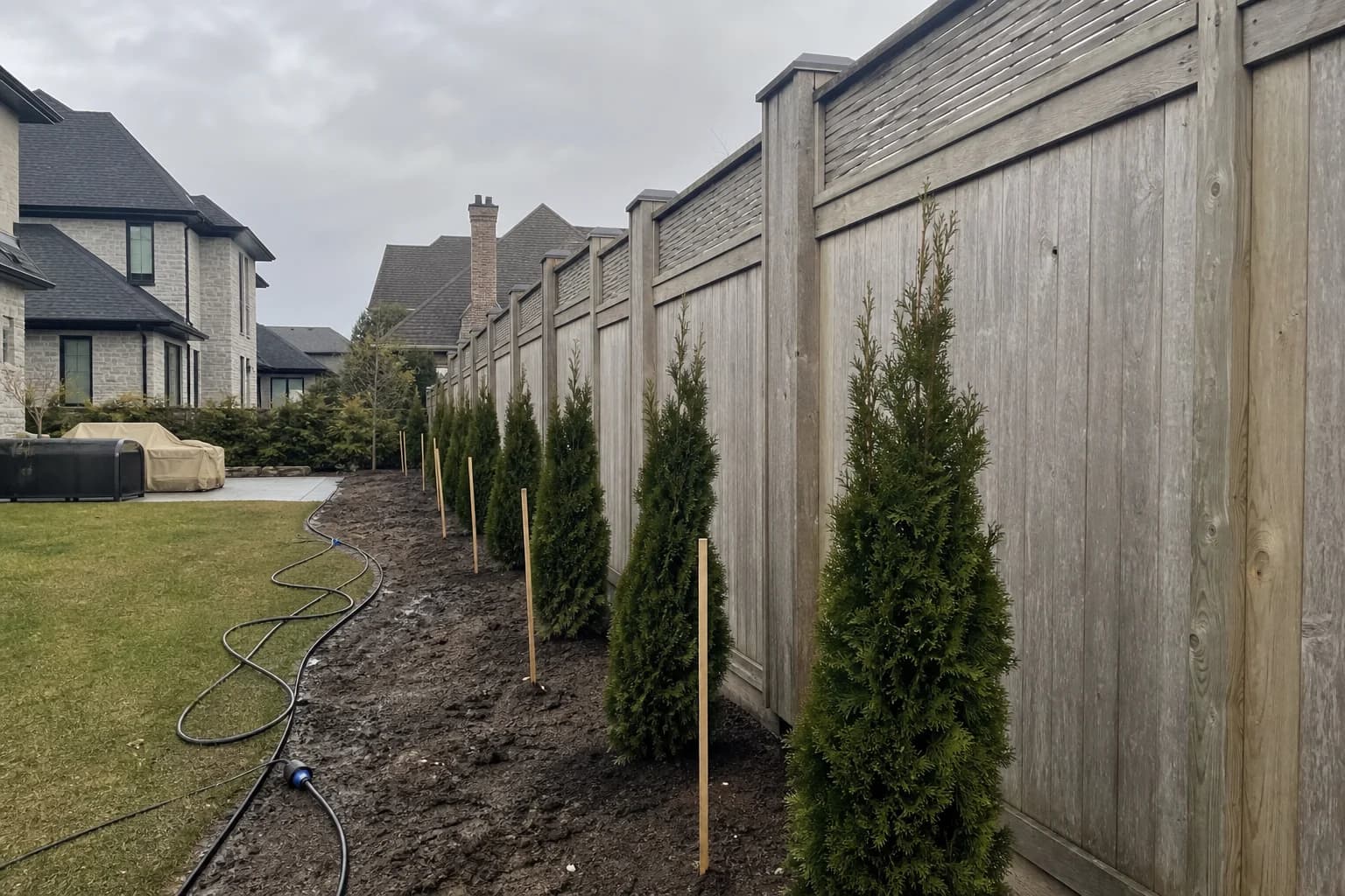 Freshly planted arborvitae privacy trees along a residential fence line