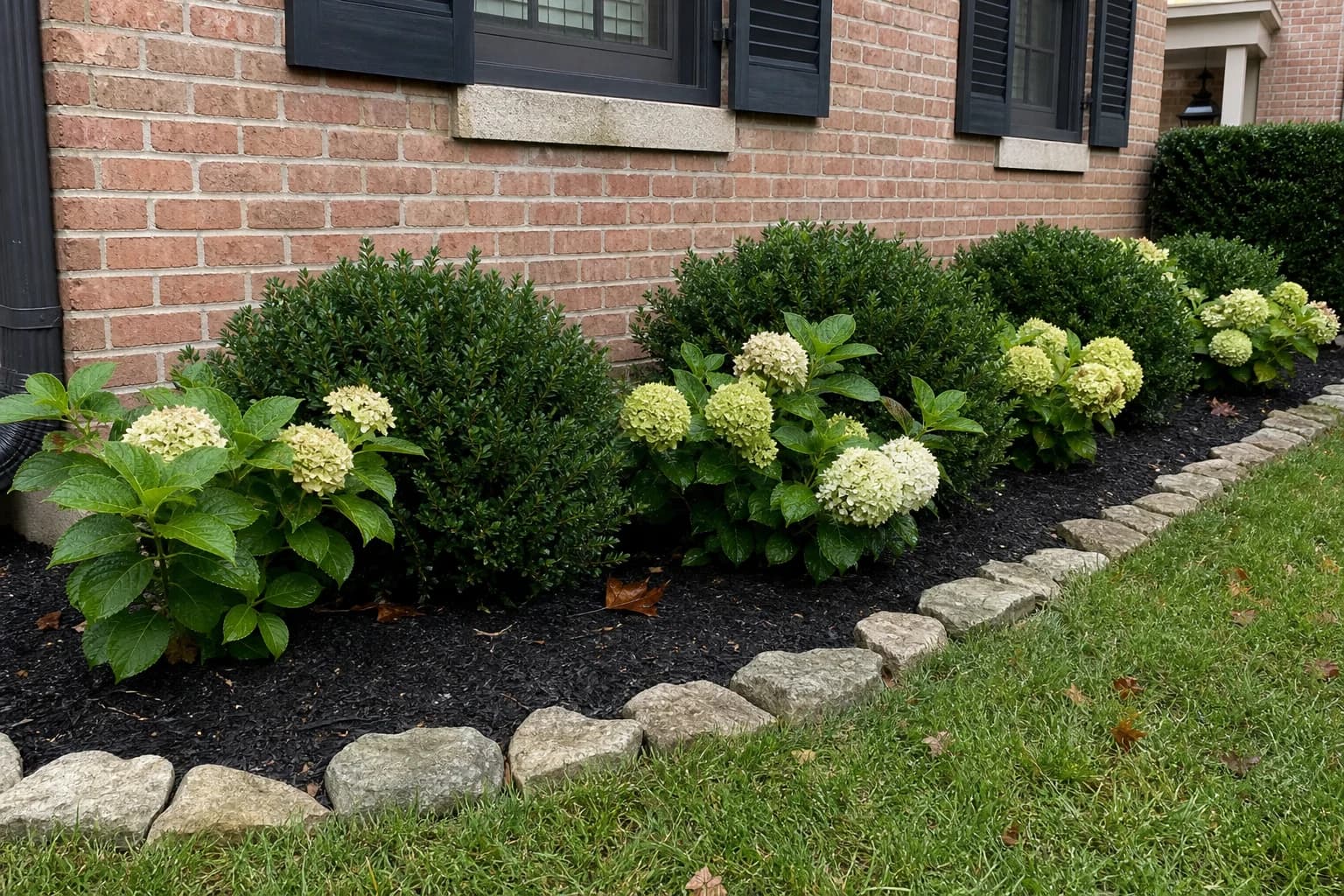 Healthy foundation planting with boxwoods and hydrangeas against a brick home