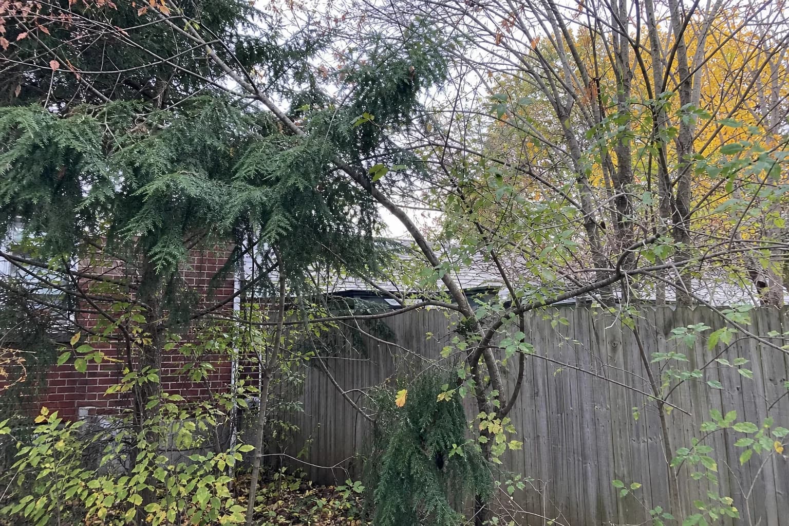 Mixed evergreens and deciduous shrubs in a residential Lexington yard before pruning