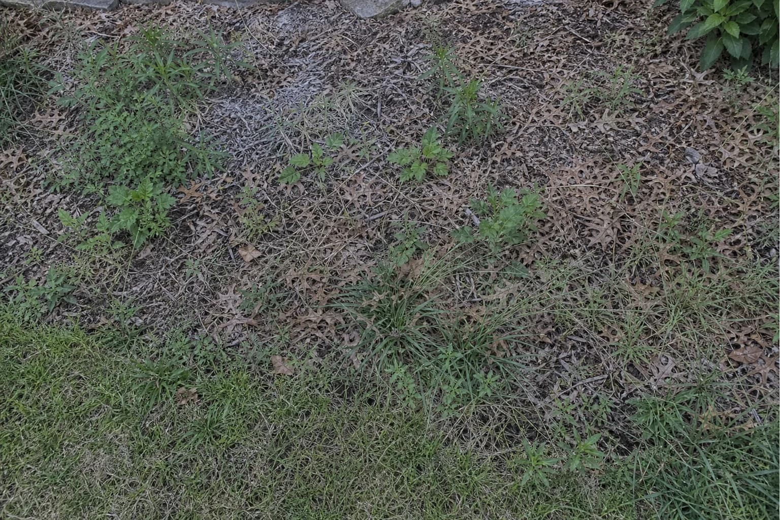 Close-up of a landscape bed with weeds and debris needing cleanup